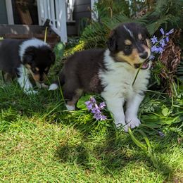 Mr Green - Scottish Collie puppy in Lynden, Washington from Woodpecker Farm