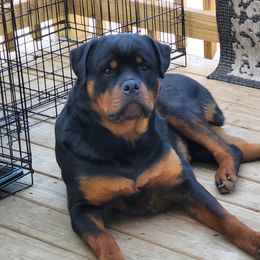 Gus - Rottweiler