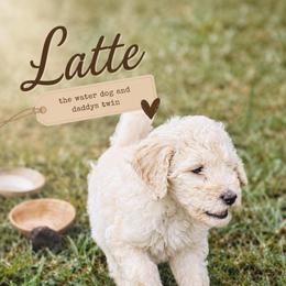Latte - Cream male Goldendoodle puppy in Madison, Georgia from Wildflower Doodles