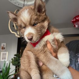 Romance - Siberian Husky puppy from Wolves with Amor