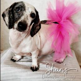 Siete (7) - Dachshund