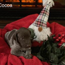 Cocoa - Liver roan German Shorthaired Pointer puppy in Weeki Wachee, Florida from River Ridge GSP