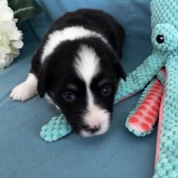 Male 5 - Black and tan male Pembroke Welsh Corgi puppy in Moundville, Alabama from Cartee Corgis - Debi Cartee Mills