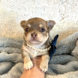 Ollie - Silver and white male Chihuahua puppy in Mesa, Arizona from Arizona Dream Chihuahuas