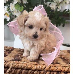 LEXUS (On Hold) - Apricot female Maltipoo puppy in Spring, Texas from GlamPaw Maltipoos