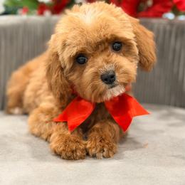 Teacup Mystique - Red female Cavapoo puppy in Apple Valley, California from Fletcher Fuzzy Friends