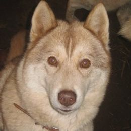 Siberian Huskies from Twilights Kennel