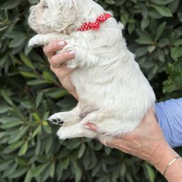 Golden Retriever Puppies from Sanctuary Ranch Goldens