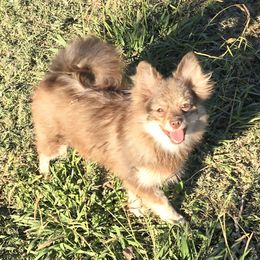 Pomeranian Puppies from Petite Poms
