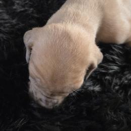 Maple - Merle female Great Dane puppy in Albany, Oregon from Red Cloud Australian Shepherds and DeGray Great Danes & Bulldogs