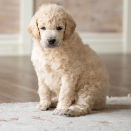 Poodle Puppies from Setting the Standard Poodles