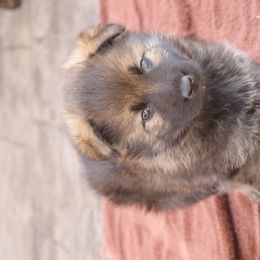 German Shepherd Puppies from Smoky Hill Shepherds