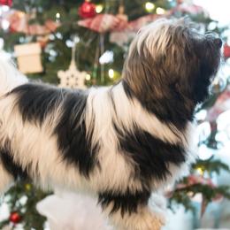 Havanese from RiverHill