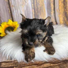 Zara - Black and tan female Yorkshire Terrier puppy in Tulsa, Oklahoma from Conns Cuddly Canines