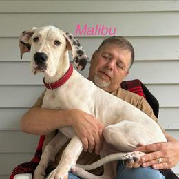 Malibu - Black and white female Great Dane puppy in Gonzales, Louisiana from Anstatt House Of Danes