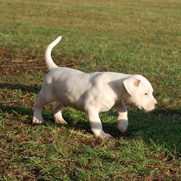 American Bulldog Puppies from Rogue Native Bulldogs