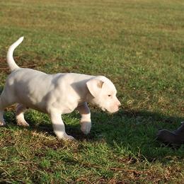 American Bulldog Puppies from Rogue Native Bulldogs