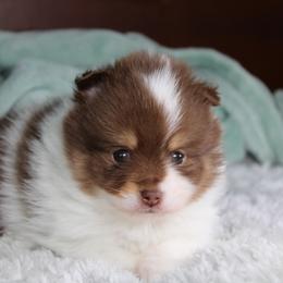 AKC Snickers - Chocolate and tan male Pomeranian puppy in Albany, Indiana from Hatz Off Puppies