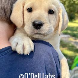 Marley - Yellow male Labrador Retriever puppy in Sullivan, Missouri from O’Dell Labs