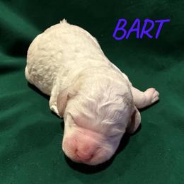 BART - Parti male Poodle puppy in Port Orange, Florida from Daytona’s Standard Poodles