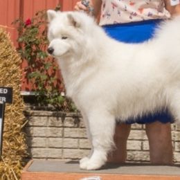 Samoyeds from Barbara Shelor's Samoyeds
