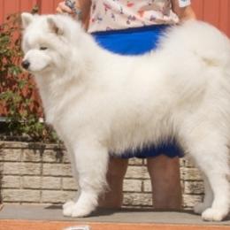 Samoyeds from Barbara Shelor's Samoyeds