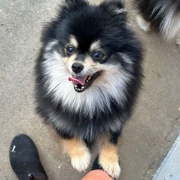 Ellie Bear - Pomeranian