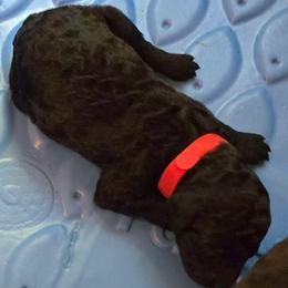 Red - Blue male Poodle puppy in Browns Summit, North Carolina from Nailah's Beauties: Standard Poodles