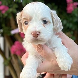 Pippa - Red female Cockapoo puppy in Mocksville, North Carolina from Little Bear Doodles