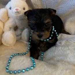 Charlie-LB - Blue and gold male Yorkshire Terrier puppy in Bee Branch, Arkansas from Fox Ridge Kennels