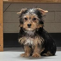 Linus (LKN062726-TdM) - Black and tan male Yorkshire Terrier puppy in Gatesville, Texas from KontryKritterz Yorkies