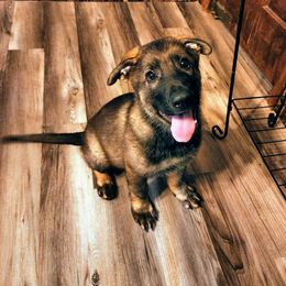 German Shepherd Puppies from Royalty German Shepherds