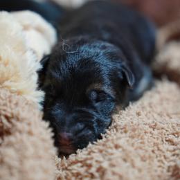 Twilight - Black and red female German Shepherd puppy in Llano, Texas from Von Ark German Shepherds