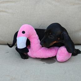 Lollypops - Black and tan female Dachshund puppy in Perris, California from Doxie_pupps