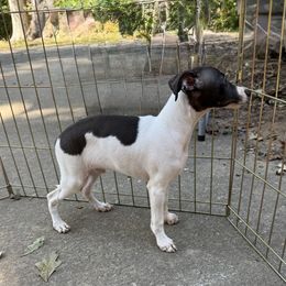 Little Boy 2 - White and seal male Italian Greyhound puppy in North Carolina from Celtic Sighthounds