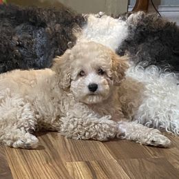 Maltipoo Puppies from Third Coast Maltipoos
