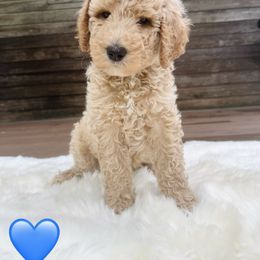 Bernedoodle Puppies from Pippi's Puppies