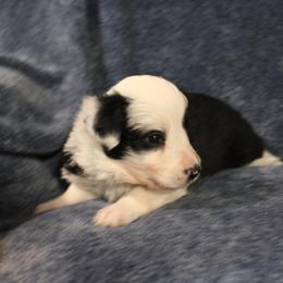 Elita-One - Black and white female Border Collie puppy in Crawfordsville, Indiana from Rescued Dreams Border Collies