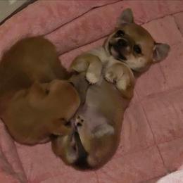 Millie - Fawn female Chihuahua puppy in Joliet, Illinois from Chihuahua and frenchie favs