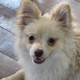 LACEY - Beaver female Pomeranian puppy in El Centro, California from BabyBooPoms