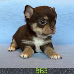 Boo Bear - Chocolate male Chihuahua puppy in Harlan, Iowa from Home Grown Chihuahuas From Iowa