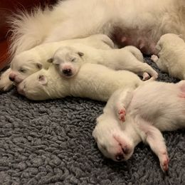 Samoyed Puppies from Velvet Sky