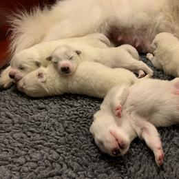Samoyed Puppies from Velvet Sky