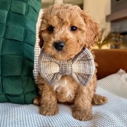Marvin Glen - male Cavapoochon puppy in Lucas, Ohio from Apricot Lane Puppy