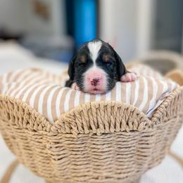 Rerun - Tri-color male Bernedoodle puppy in Sulphur, Louisiana from Curly Q’s Of Carlyss