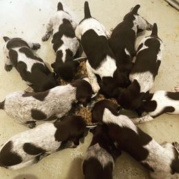 German Shorthaired Pointer Puppies from Dem Feuerhaus Gun Dogs