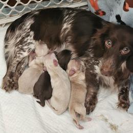 Moo Moo - Dachshund