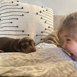 Dachshund Puppies from Lakeview Dachshunds