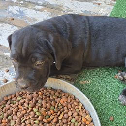 Peony - Black female Cane Corso puppy in Henry, Virginia from Hardradas Dynasty Cane Corso