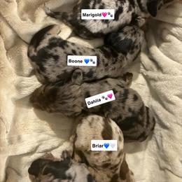 Dachshund puppies from White Oak Kennels